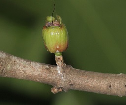 Syzygium malaccense