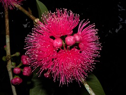 Syzygium malaccense (L.) Merr. & L.M. Perry, Vascular Plants of the Osa Peninsula, Costa Rica