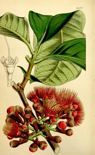 Syzygium malaccense (L.) Merr. & L.M.Perry [as Jambosa malaccensis (L.) DC.]