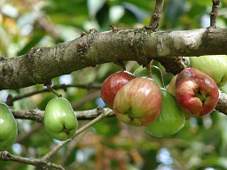 Fruit, Hana Hwy, Maui, Hawaii