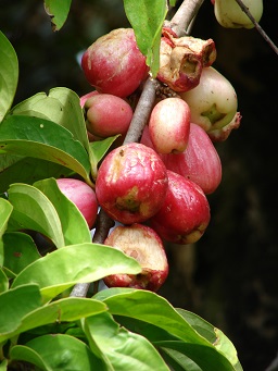 S. malaccense fruit and leaves, Hana Hwy, Maui, Hawai'i