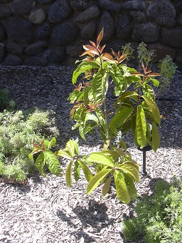 Habit, Maui Nui Botanical Garden, Maui, Hawaii