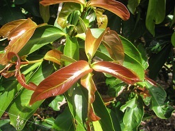 Leaves, Pali o Waipio, Maui, Hawaii