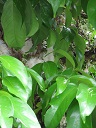 White flowers and leaves, Wailua, Maui, Hawaii