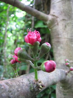 Syzygium malaccense (Mountain apple), Flower buds