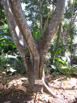 Trunk, Iao Tropical Gardens of Maui, Maui, Hawaii