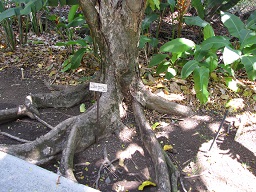 Roots, Iao Tropical Gardens of Maui, Maui, Hawaii