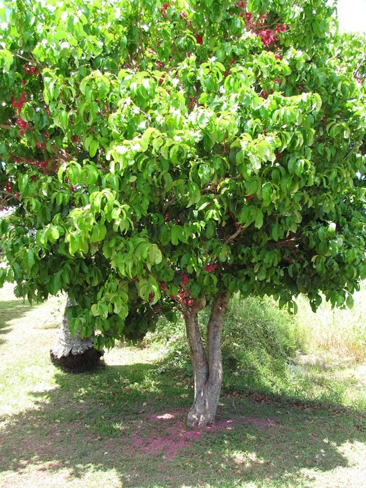 Malay Apple, Syzygium malaccense