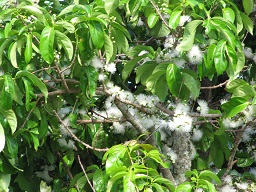 White flowers, Haiku, Maui, Hawaii