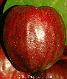 Syzygium malaccense, Malay Apple var. Pumarosa