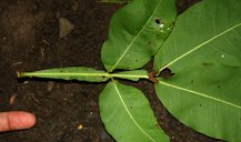 Spanish Lime, Melicoccus bijugatus Jacq.