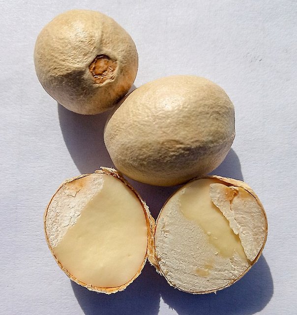5 Semi calce spagnoli melicoccus bijugatus Guinep frutta tropicale.