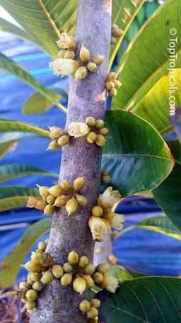 Flower and fruit habit