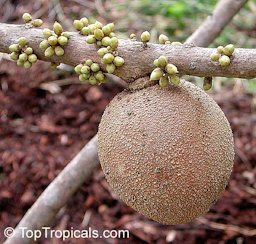 Flower buds and fruit