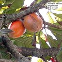 Pouteria sapota, Sapotaceae