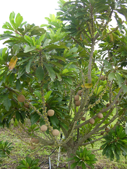 Mamey Puerto Rico Tropical Fruit TREE  1'-2'