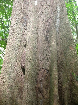 Lower trunk