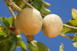 Mamey sapote is one of many tropical fruits found in the ARS germplasm repository in Mayagüez, Puerto Rico.