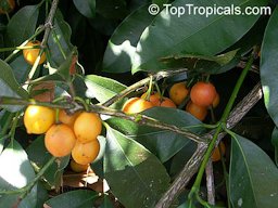 Rheedia edulis, Garcinia intermedia, Calophyllum edule