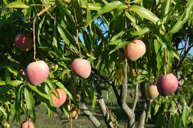 Mature mangos mean summertime is here.