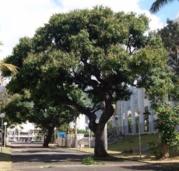 Large street tree in India