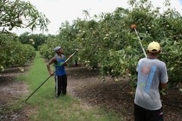 Mango orchard on Réunion island