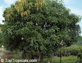 Mango 'Vallenato'