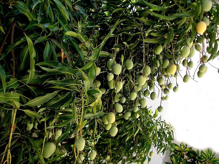 Mallika (mango) - Wikipedia