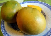 Carabao (mango) - Wikipedia