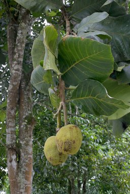 Artocarpus odoratissimus Blanco. East Malaysia, Sabah: Poring Hot Springs near Ranau.