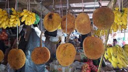 Tarap Fruits, Artocarpus odoratissimus. KK Central Market, Sabah, Malaysia.