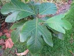 Artocarpus odoratissimus (Marang) Leaves. Pali o Waipio, Maui, Hawai'i.