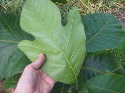 Artocarpus odoratissimus (Marang) Leaves. Pali o Waipio, Maui, Hawai'i.