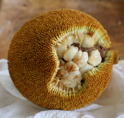 Marang, Artocarpus odoratissimus