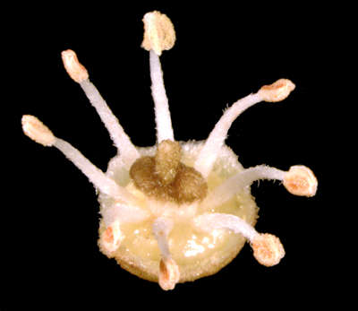 Hermaphrodite Mauritius Male Flowers with Ripe Pollen