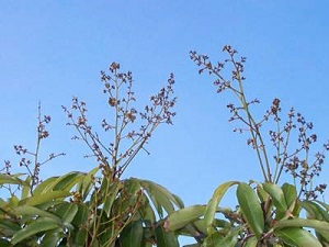 Early Flower Panicle