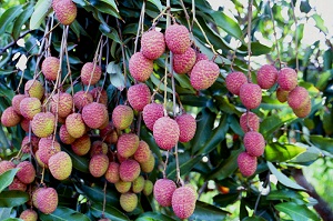 Close-up of Ripe Mauritius Lychees