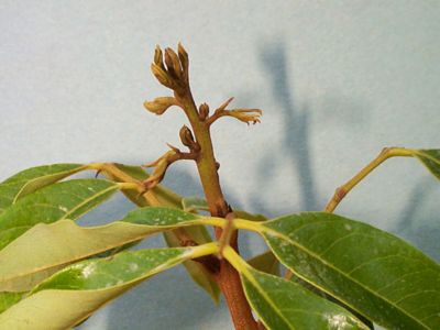 'Mauritius' Terminal Bud Break Showing Signs of Differentiation