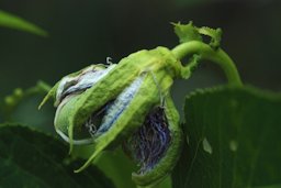 Passiflora incarnata (Passifloraceae) - fruit - juvenile. Arkansas, US