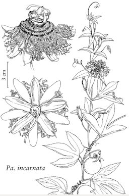 Passiflora incarnata illustration