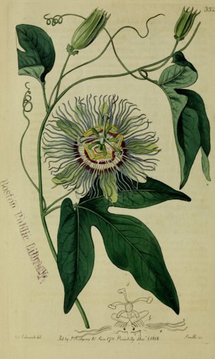 Passiflora incarnata. North American Fesh-coloured Passionflower or May- Applee