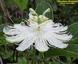 Passiflora incarnata L.