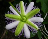 Flower, bottom view with sepals