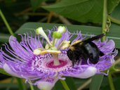 Bumble bee pollination, styles up