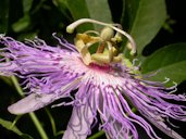 Flower, side view