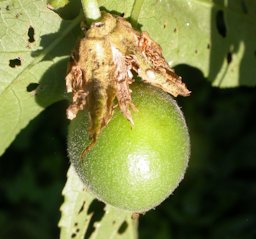 Young fruit