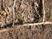 Excavated rhizome with young stems, closeup
