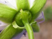 Floral bracts with glands