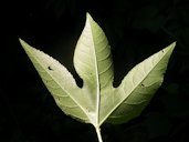 Passiflora incarnata L., leaf lower surface