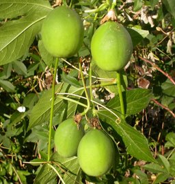 Nearly mature fruits